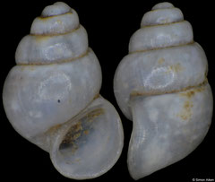 Tricula bannaensis (Laos, 1,5mm) (paratype)