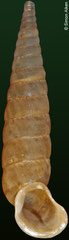 Tomelasmus irroratus similimus (Cuba, 23,3mm)