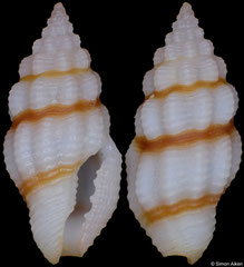 Lienardia cf. rubida (Philippines, 8,8mm)