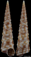 Stiracolpus pagoda (New Zealand, 20,5mm)