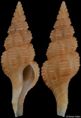 Okutanius cf. kuroseanus (Philippines, 22,4mm)