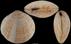 Scutarcopagia scobinata (Madagascar, 64,1mm)