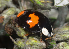 Harlequin ladybird (Harmonia axyridis spectabilis), York, UK