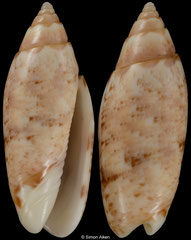 Oliva leonardhilli (Madagascar, 21,3mm) F+++ €10.00 (specimens for sale are 21-22mm and are of the same quality as the specimen illustrated)