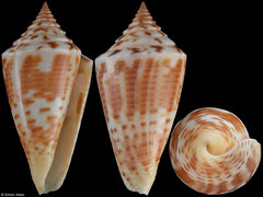 Conus anabathrum (Florida, USA, 39,3mm)