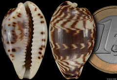 Cypraea diluculum (Madagascar, 27,6mm)