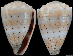Conus abbreviatus (Hawaii, 23,0mm)