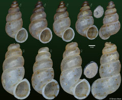 Chondropoma oculeum (Dominican Republic, 6,1-9,1mm) €10.00 for males, €€8.00 for females