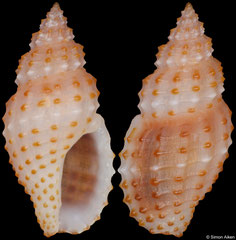 Pseudodaphnella granicostata (Philippines, 11,6mm)