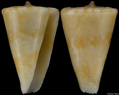 Conus visagenus (South Africa, 21,2mm) F €40.00
