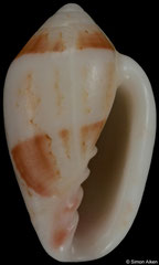 Marginella eucosmia (South Africa, 11,2mm) F+/F++ €4.50 (specimens for sale are 11mm and are of the same quality as the specimen illustrated)