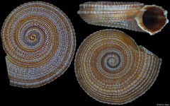 Heliacus infundibuliformis (Philippines, 7,2mm)