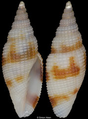 Roseomitra tagaroae (Philippines, 10,2mm) F+++ €5.00 (specimens for sale are c.10mm and are of the same quality as the specimen illustrated)
