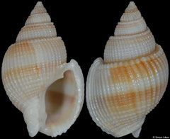 Nassarius siquijorensis (Vietnam, 23,1mm)