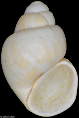 Opacuincola roscoei (New Zealand, 3,3mm)