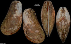 Bathymodiolus childressi (Louisiana Slope, 94,8mm)
