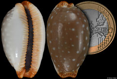 Cypraea limacina form 'interstincta' (Madagascar, 34,0mm)