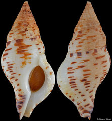 Euthria calypso (Cape Verde, 43,0mm)