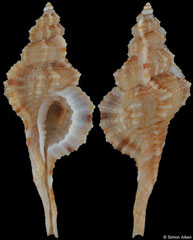 Turritriton tenuiliratus (Philippines, 35,7mm)