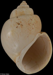 Ampullospira eburnoides (France, 20,0mm) Lower Miocene fossil €5.00