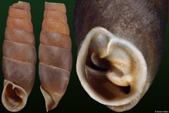 Acrotoma likharevi (Abkhazia, 17,6mm) (paratype)