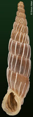 Carinigera superba (Greece, 18,2mm) F+++ €5.00 (specimens for sale are 18mm and are of the same quality as the specimen illustrated)