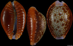Cypraea helvola form 'citrinicolor' (Western Australia, 18,0mm) F+++ €3.50 (specimens for sale are 18mm+ and are of the same quality as the specimens illustrated)