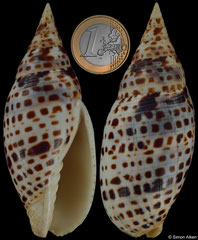 Quasimitra cardinalis (Madagascar, 92,5mm)