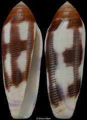 Conus violaceus (Madagascar, 56,8mm)