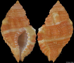 Septa occidentalis (Florida, USA, 23,7mm)