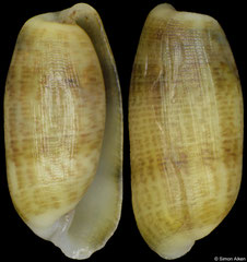 Mnestia girardi (Philippines, 4,9mm)