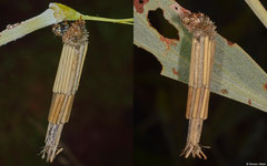 Bagworm moth (Psychidae sp.) larva, Broome, Western Australia