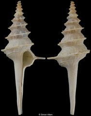 Coluzea berthae (Madagascar, 69,7mm)
