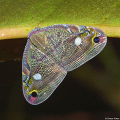 Planthopper (Ricaniidae sp.), Andasibe, Madagascar