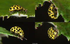 Twenty-two-spot ladybird (Psyllobora vigintiduopunctata), York, UK