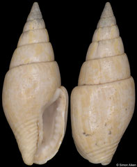 Mitrella tournoueri (Saint-Martin-d’Oney, Landes, France, 12,2mm) Lower Miocene fossil