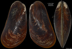 Bathymodiolus puteoserpentis (off Mauritania, 93,8mm)