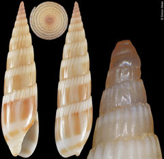 Hastula albula (Madagascar, 25,4mm)