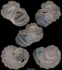 Sinezona insignis (South Africa, 0,95mm)
