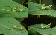 Praying mantis (Sphodromantis sp.), Fianarantsoa, Madagascar