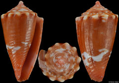 Conus delucai (Brazil, 14,2mm)