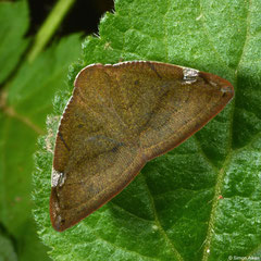 Planthopper (Ricaniidae sp.), Mantadia, Madagascar