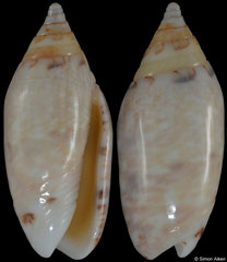 Oliva ozodona nitidula (Madagascar, 23,1mm)
