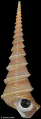 Turritella terebra (freak) (Philippines, 113,3mm)