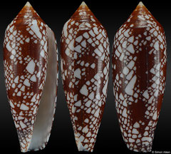 Conus aulicus (Queensland, Australia, 66,4mm)