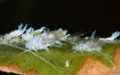 Woolly beech aphids (Phyllaphis fagi), York, UK