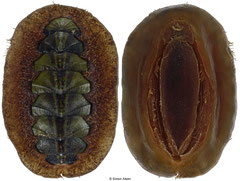 Mopalia kennerleyi (Washington, USA, 43,5mm)