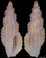 Exomilus cf. edychrous (Philippines, 3,4mm) F++ €14.00 (specimens for sale are 3.4-3.8mm and are of the same quality as the specimen illustrated)