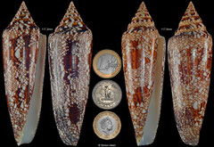 Conus bengalensis (Thailand, 117,3mm, 117,5mm)