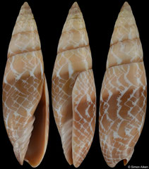 Swainsonia fissurata (Madagascar, 38,8mm)